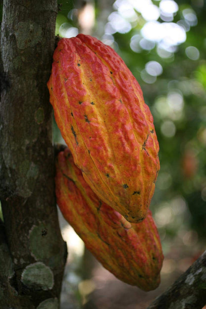 Cacao Fruit Seeds for Rich Harvest - Ideal for Planting
