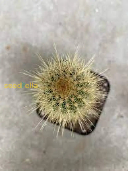アウストロセファロセレウスの種子（植え付け用）｜緑色のサボテン植物
