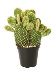 Cactus Seeds Planting Guide heirloom non-gmo organic garden seeds