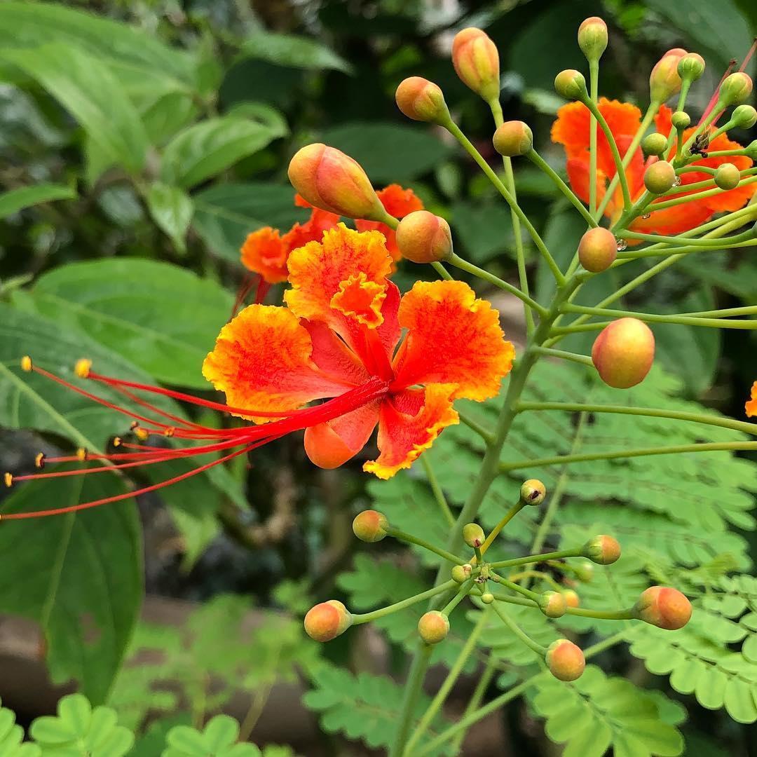 Caesalpinia Pulcherrima Flower seeds for Planting - Sun Loving, Heirloom & GMO Free Seeds for Home Garden