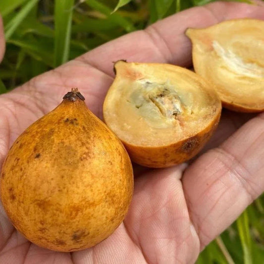 Caimitillo Chrysophyllum Cainito Fruit Seeds For Planting In Tropical Garden heirloom non-gmo organic garden seeds