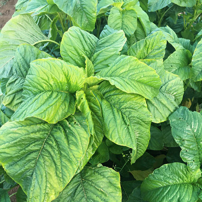 callaloo plant seeds Jamaican Callaloo (Amaranthus sp.) Vegetable Seeds for Planting – Heir – Pure Asia Seeds
