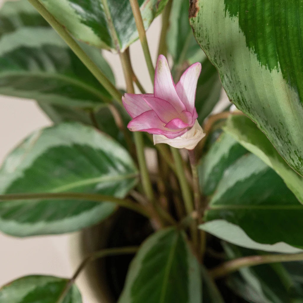 Mixed Calathea Flower seeds for Planting - Drought Tolerant, Heirloom & GMO Free Seeds for Home Garden