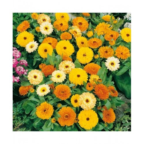 Mixed Colors Fancy Mix Pot Marigold (Calendula Officinalis) Flower Seeds