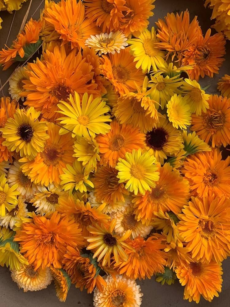 Calendula Seeds - Resina (Calendula officinalis)