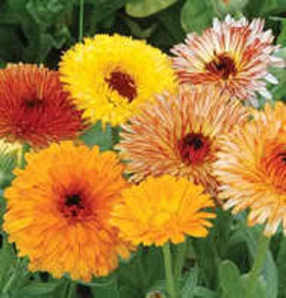 Mixed Colors Fancy Mix Pot Marigold Calendula Officinalis Flower Seeds heirloom non-gmo organic garden seeds