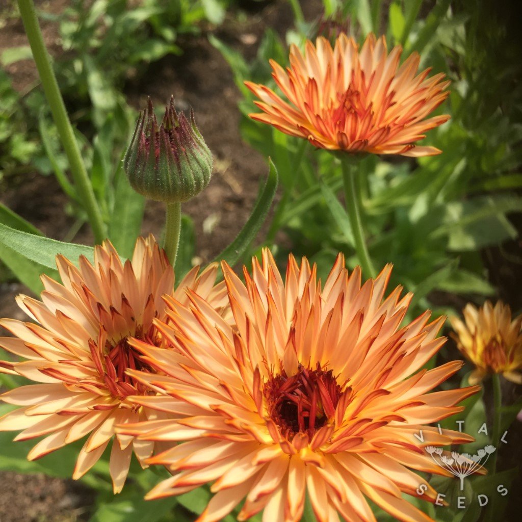 Calendula Seeds - Triangle Flashback (Calendula officinalis)