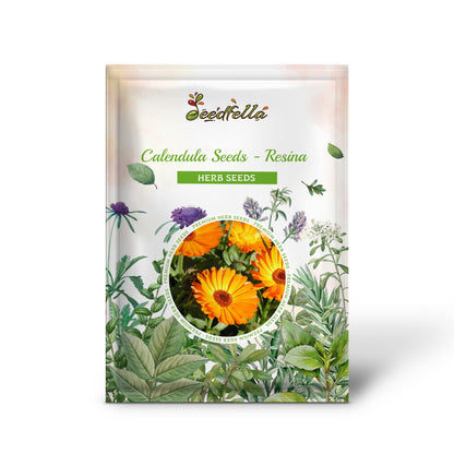 Calendula Seeds - Resina (Calendula officinalis)