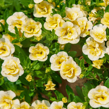 Superbells Lemon Slice Calibrachoa Flower Seeds