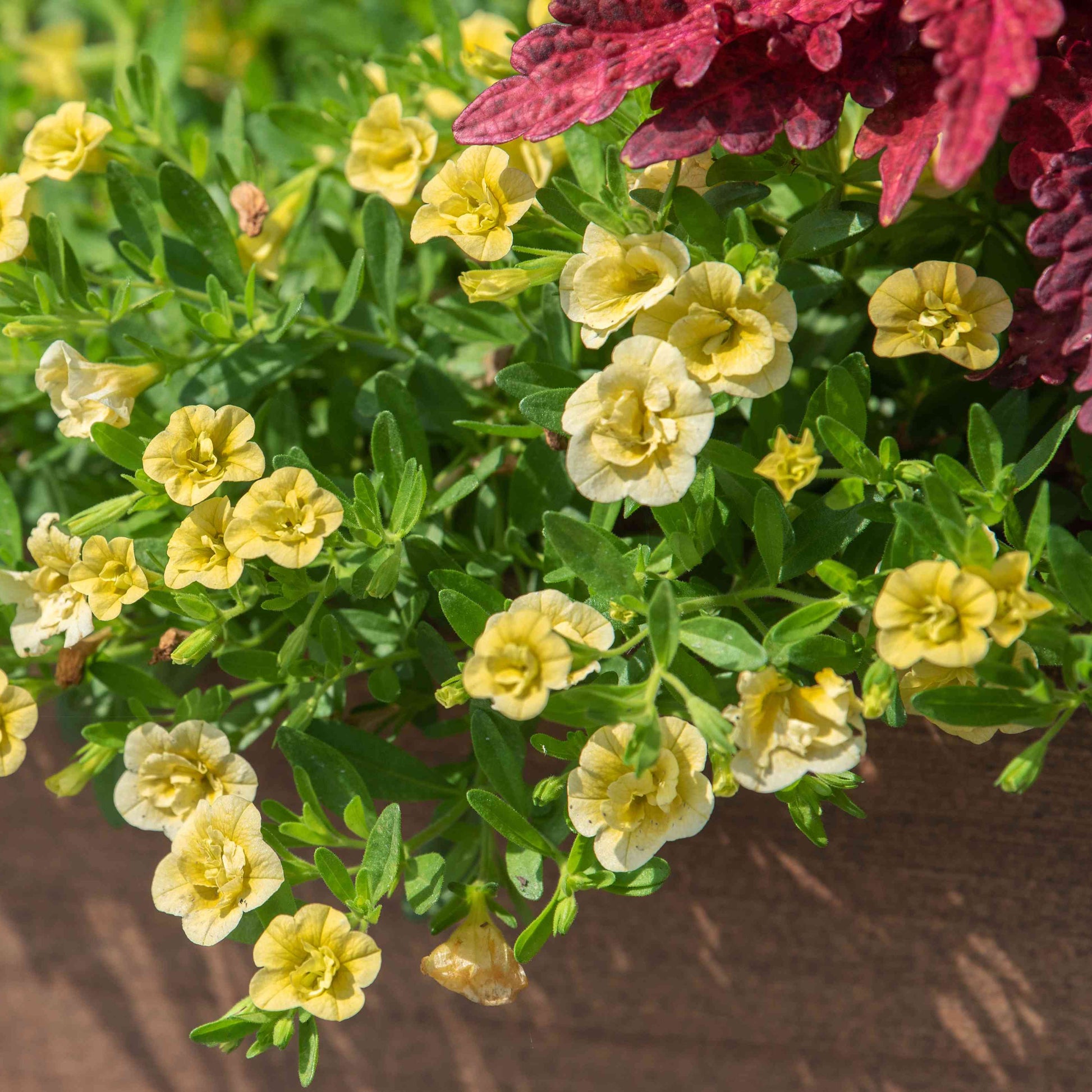 superbell flower seeds Superbells Lemon Slice Calibrachoa Flower Seeds for Planting – Heirloo – Pure Asia Seeds
