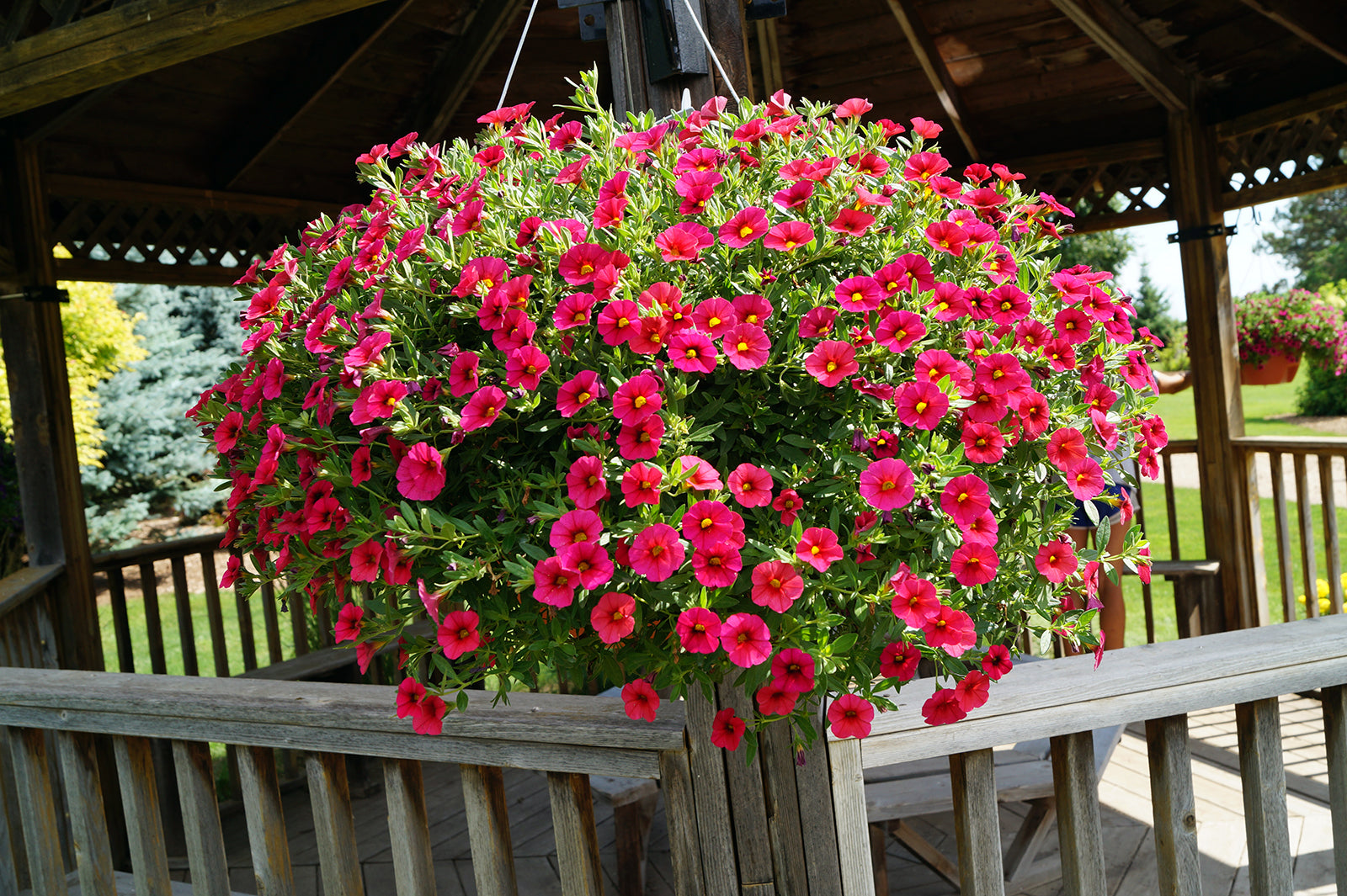calibrachoa petunia flower seeds Calibrachoa Mini Petunia Flower Seeds for Planting – Heirloom, Non-GMO – Pure Asia Seeds