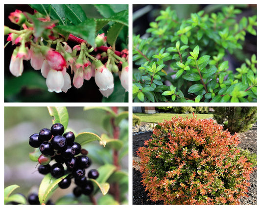 California Evergreen Huckleberry Vaccinium Ovatum Fruit Shrub Seeds heirloom non-gmo organic garden seeds