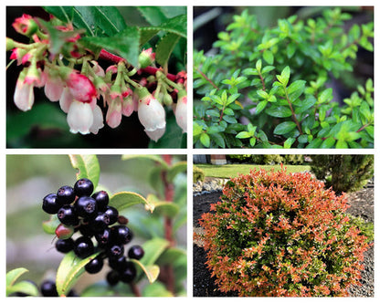 California Evergreen Huckleberry Vaccinium Ovatum Fruit Shrub Seeds heirloom non-gmo organic garden seeds