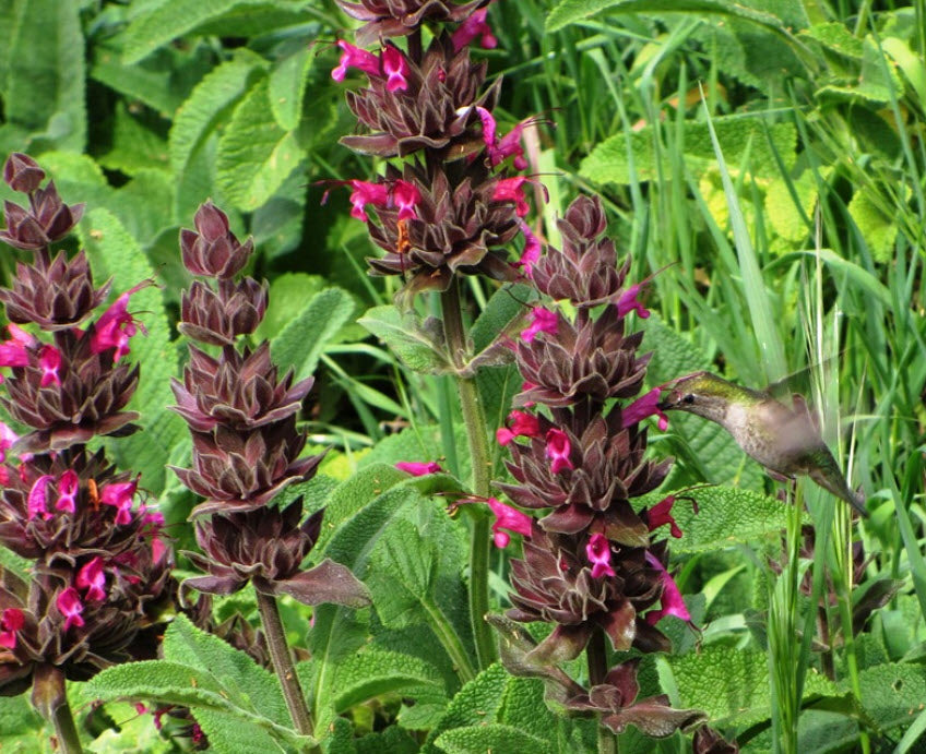 California Hummingbird Sage (Salvia spathacea) Magenta Red Flower Herb Seeds
