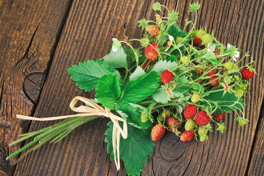 California Woodland Strawberry Fragaria Vesca Bracteata Native Strawberry Seeds heirloom non-gmo organic garden seeds