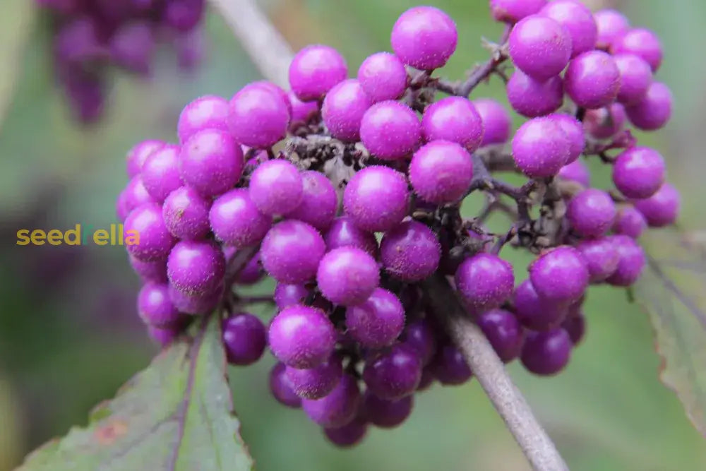 Violet Callicarpa Bodinieri Seeds for Planting Stunning Fruit-Bearing Plants