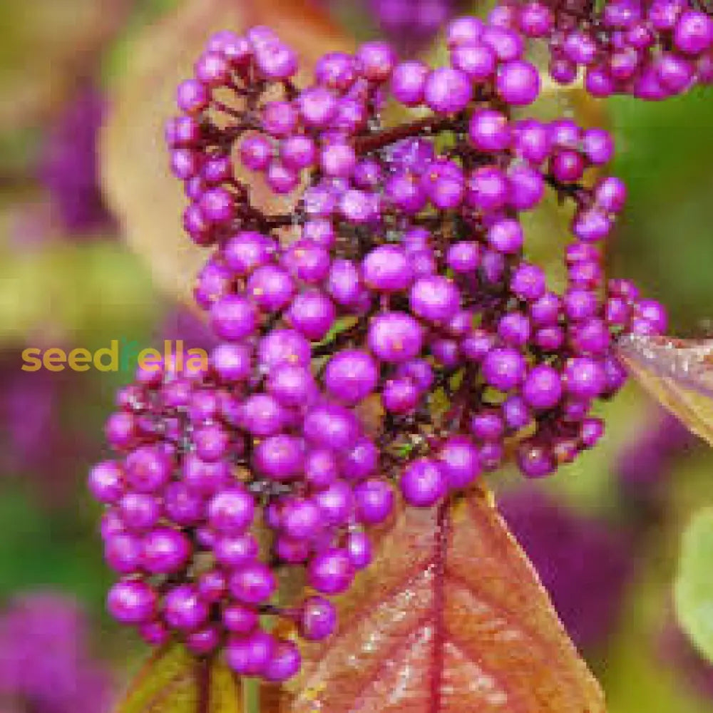 Violet Callicarpa Bodinieri Seeds For Planting Stunning Fruit Bearing Plants heirloom non-gmo organic garden seeds