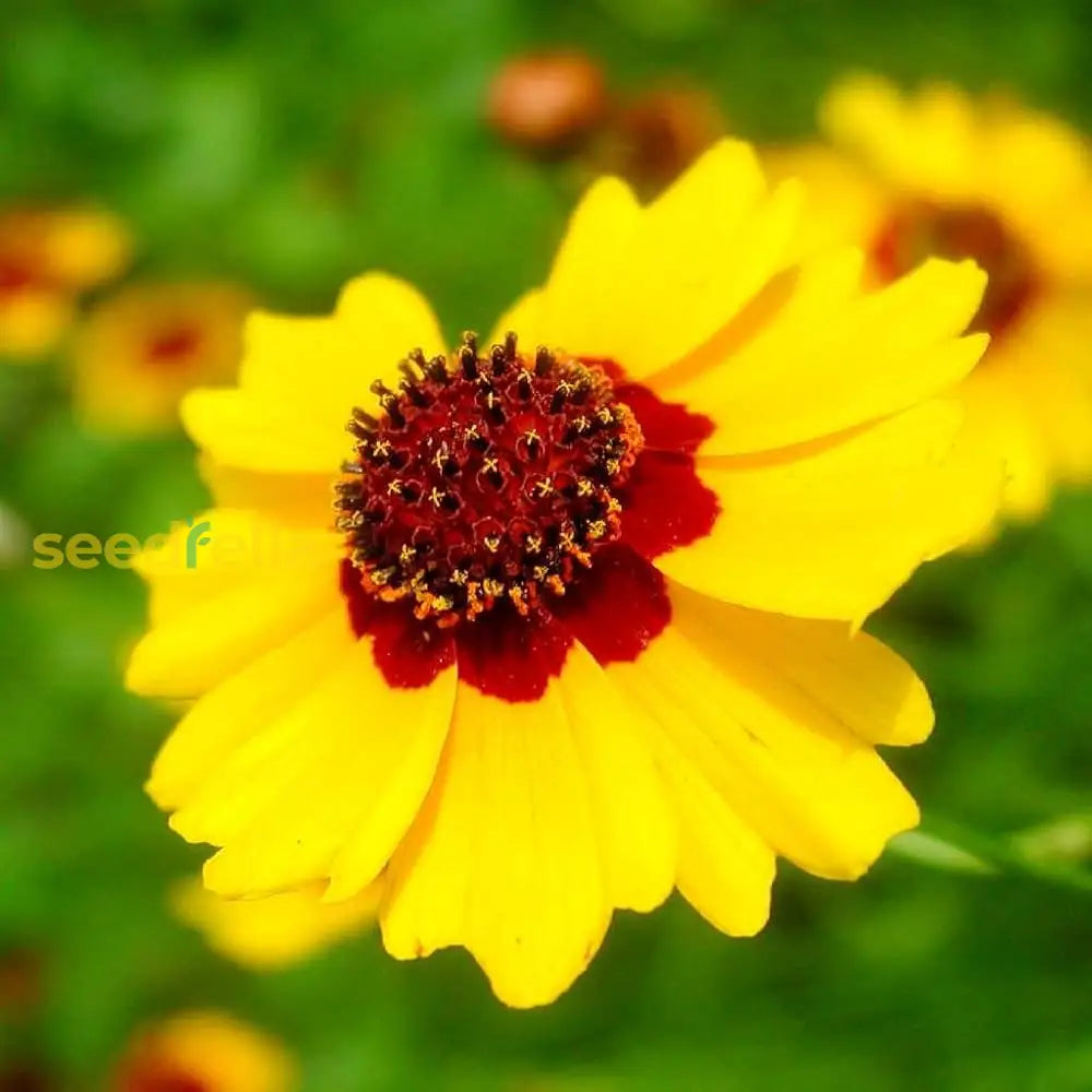 Calliopsis Seeds For Easy Planting | Garden Flower