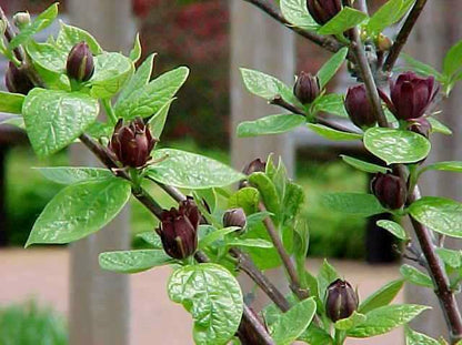 Carolina Allspice Seeds (Calycanthus floridus)