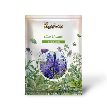 Blue Camas (Camassia quamash) Wild Indian Hyacinth Flower Herb Seeds