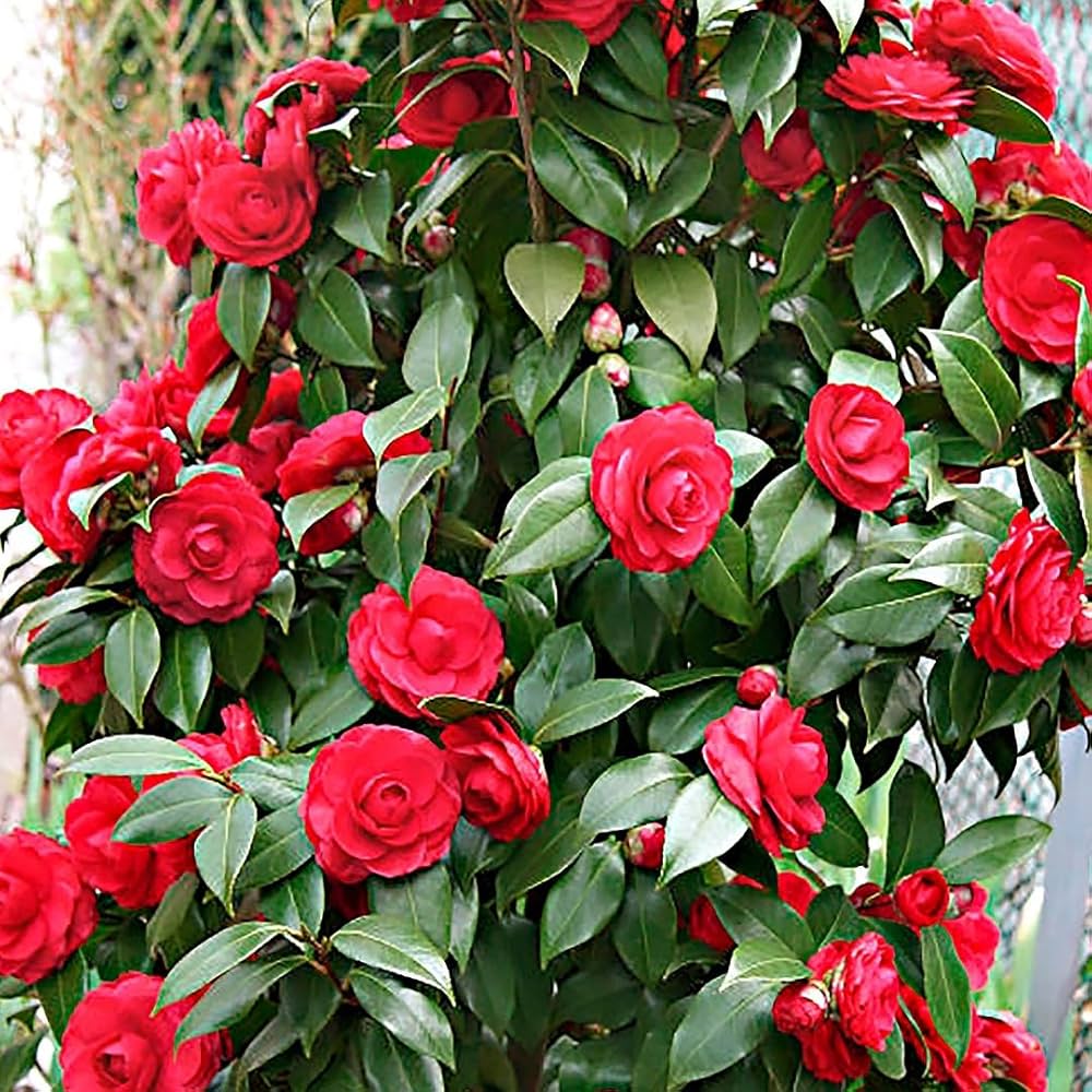 Camellia Japonica Growing in Garden
