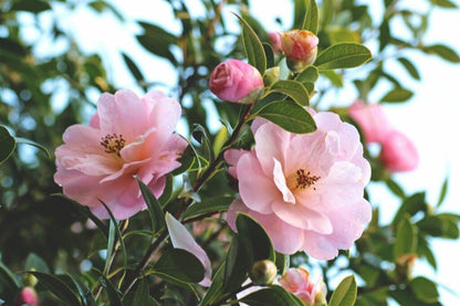 Camellia Seedlings Growing Guide for Gardeners