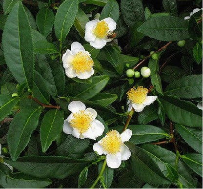 Camellia Sinensis Seeds for Planting Tea Plants