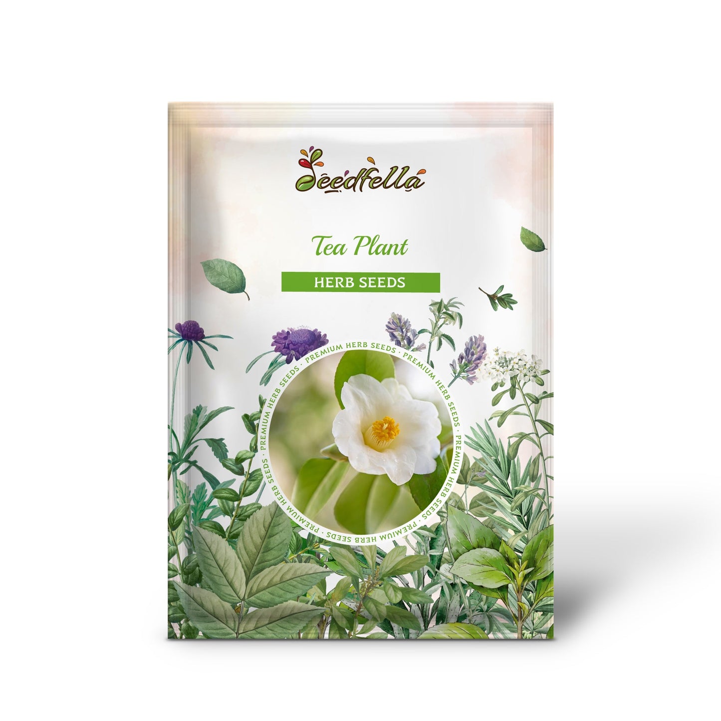 Tea Plant (Camellia Sinensis) – Black & Green Drinking Tea – 1 lb Bulk – Approx. 385 Seeds