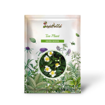 Tea Plant (Camellia Sinensis) Black & Green Drinking Tea Evergreen Tree Shrub Flower Seeds