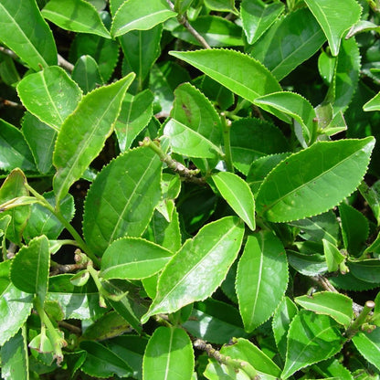 Green Tea (Camellia Sinensis) Plant Seeds – Heirloom, Non-GMO, Perennial, Easy to Grow