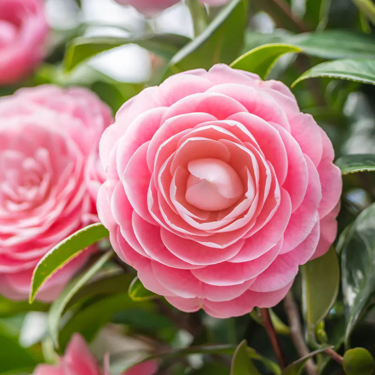 Camellia flower seeds for ornamental garden planting