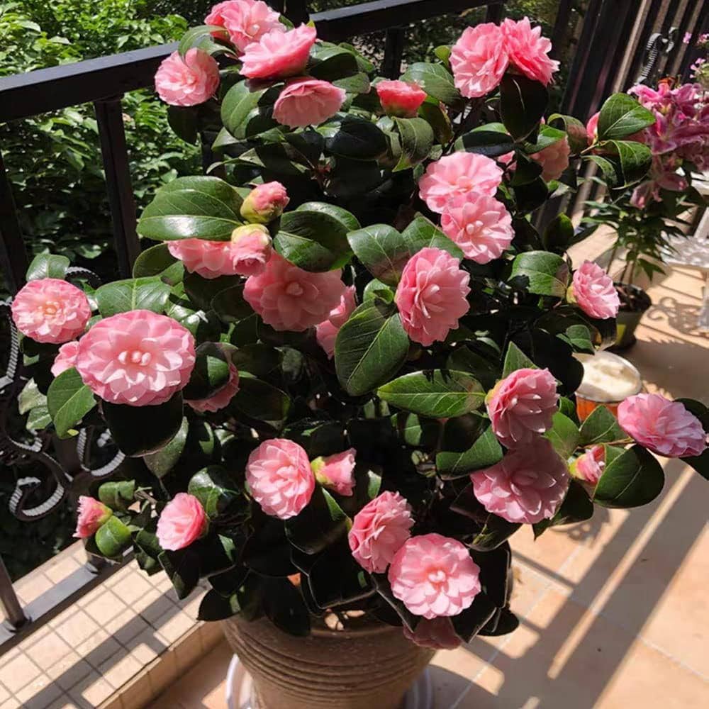 Camellia seeds for planting Non-GMO flowering shrub