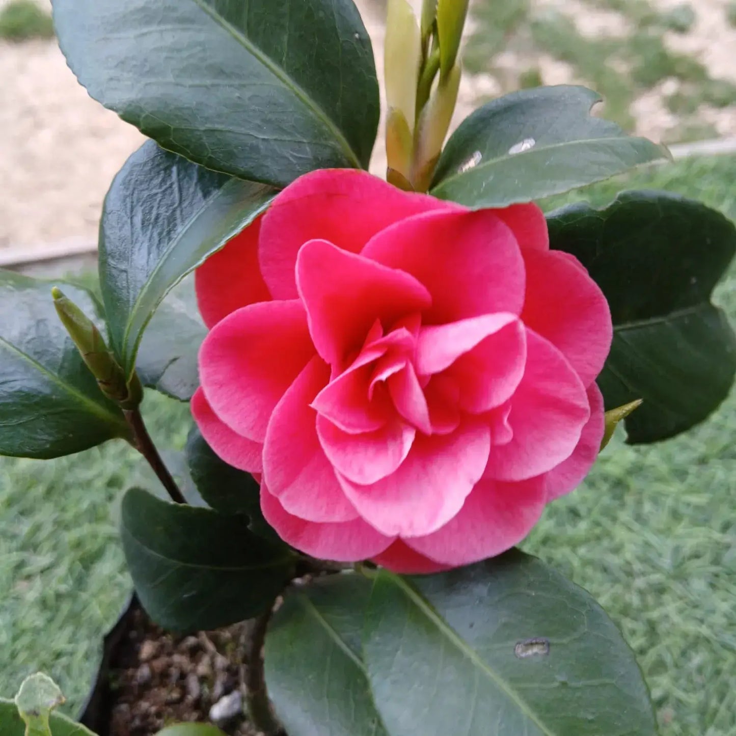 Camellia seeds for planting Non-GMO flowering shrub