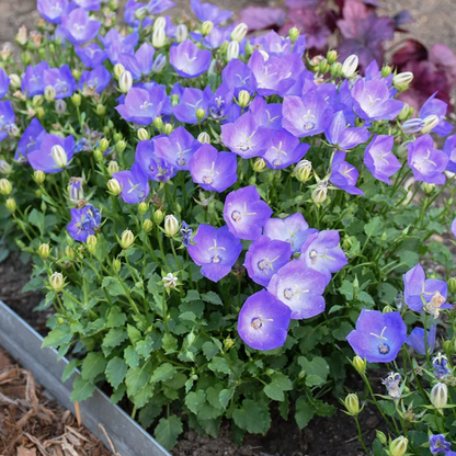 Campanula Carpatica Blaue Blumensamen