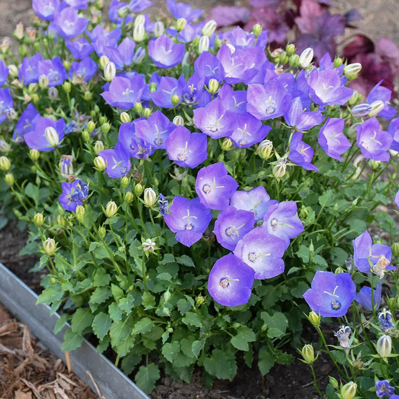 Campanula Carpatica Blue Flower Seeds