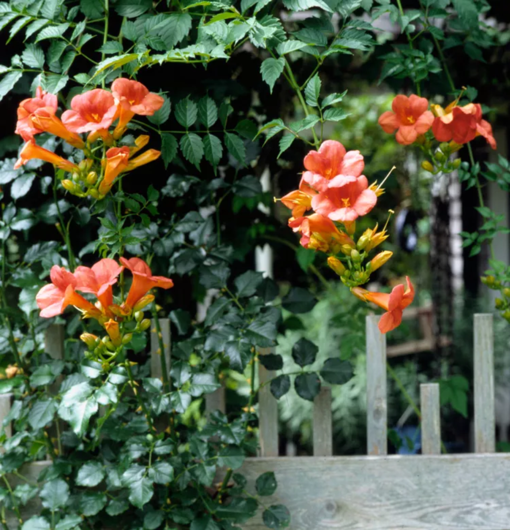 Hummingbird Vine Flower Seeds