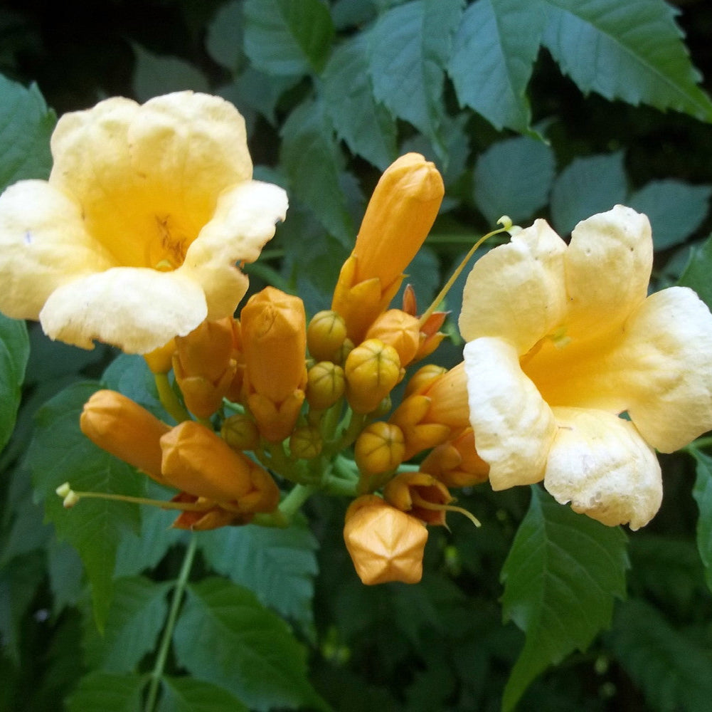 Campsis Radicans Flava Flower Seeds