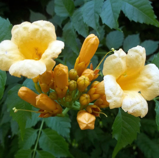 Campsis Radicans Flava Flower Seeds