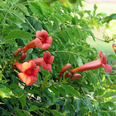 Scarlet Trumpet Vine Flower Seeds