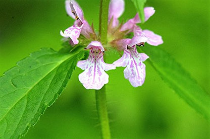 Canadian Germander (Teucrium canadense) American Wood Sage Herb Flower Seeds