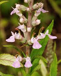 Canadian Germander (Teucrium canadense) American Wood Sage Herb Flower Seeds