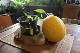 Yellow Canary Melon Fruit Seeds Planting
