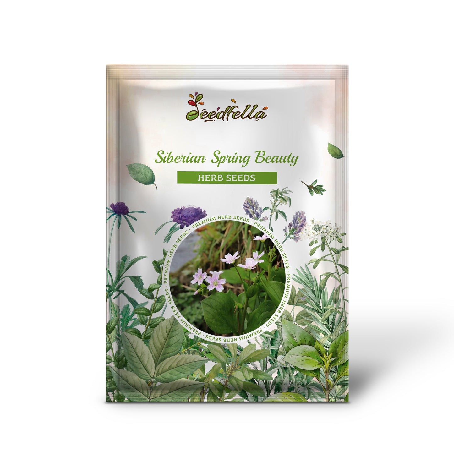 Siberian Spring Beauty (Claytonia sibirica) – Candy Flower, Pink Purslane, Siberian Miner's Lettuce