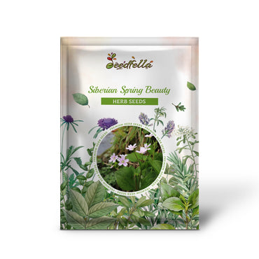 Siberian Spring Beauty (Claytonia sibirica) – Candy Flower, Pink Purslane, Siberian Miner's Lettuce