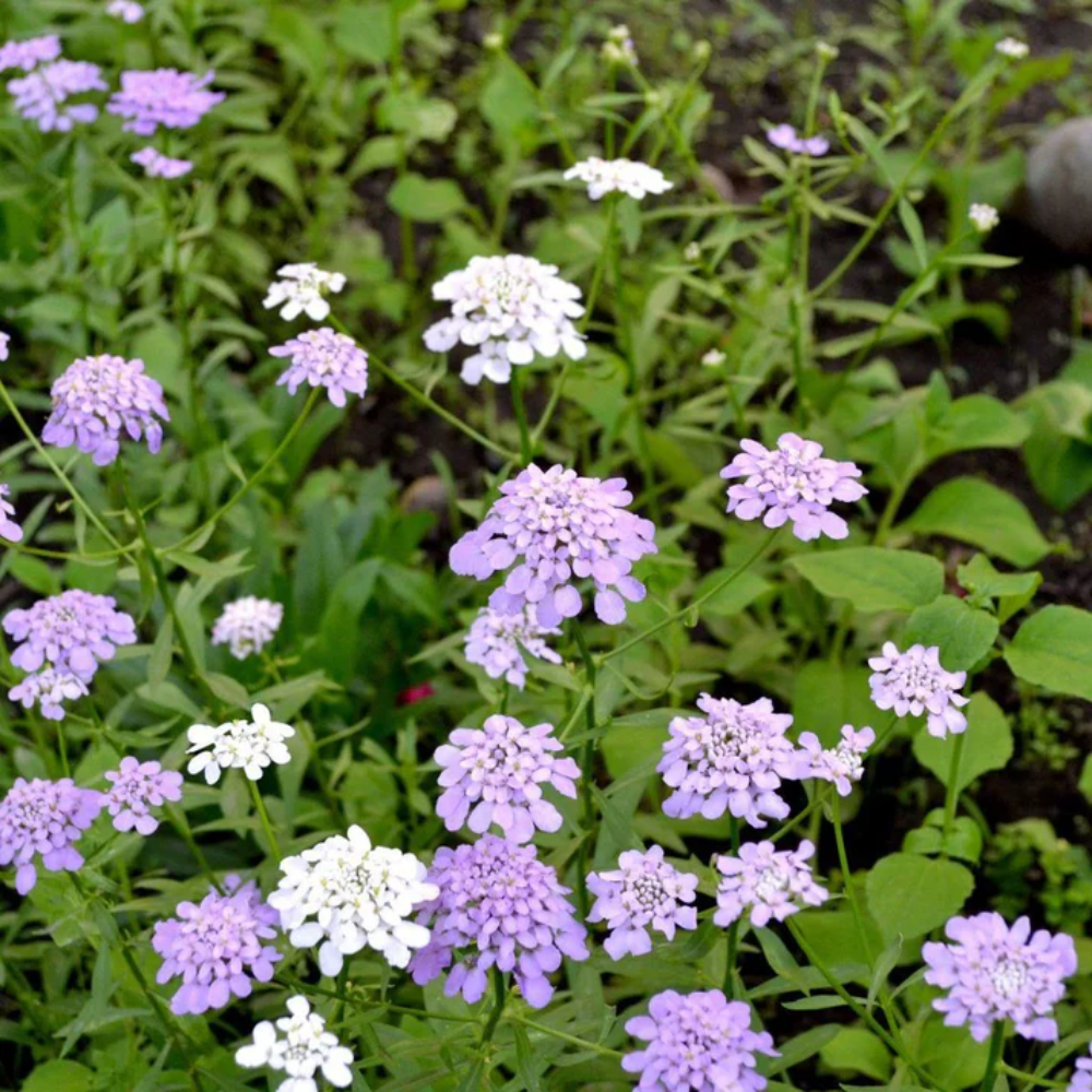 Iberis Gibraltarica Flower Seeds