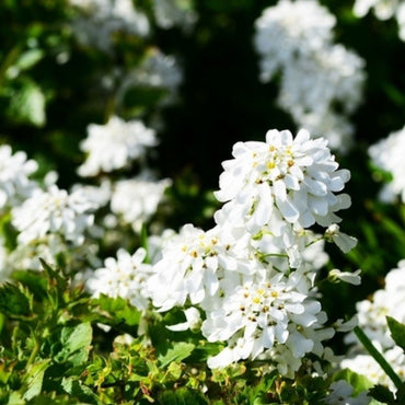 Candytuft Iberis Flower Seeds