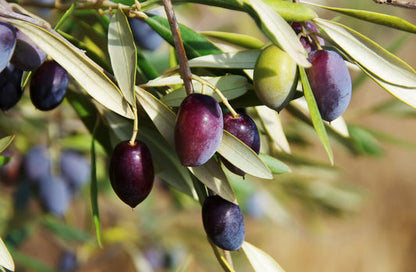 Canino Olive Tree Olea Europaea Seeds – Edible European Common Green Black Fruit heirloom non-gmo organic garden seeds