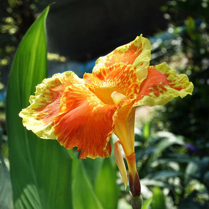 Canna Lily Flower Seeds