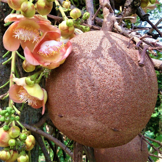 Semi di zucca a palla Cannonball