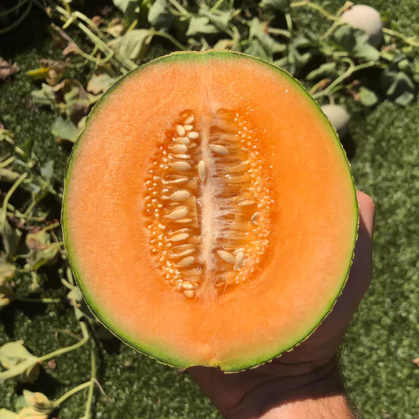 Planting Cantaloupe Fruit Seeds: Grow Nutritious Yellow Melons For Abundant Harvests heirloom non-gmo organic garden seeds